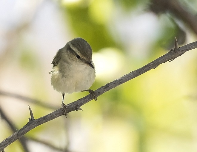 Hume's Leaf Warbler